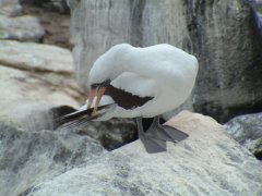 05-Masked Booby